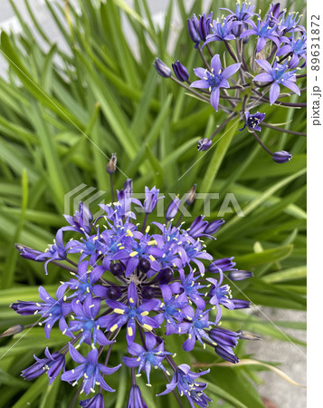 紫の花 シラー・ペルビアナ サファイヤブルー 紫の花 シラー・ペルビアナ サファイヤブルー 89631872
