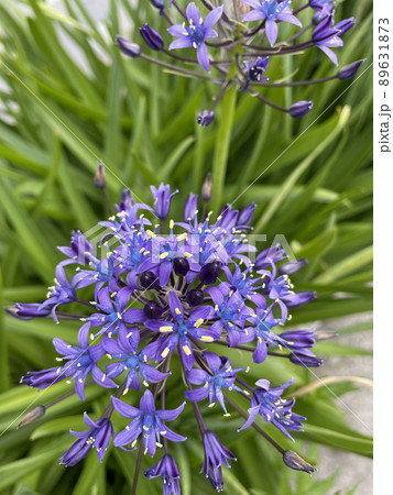 紫の花 シラー・ペルビアナ サファイヤブルー 紫の花 シラー・ペルビアナ サファイヤブルー 89631873