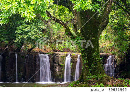 初夏の爽やかな風が青もみじを揺らす岳間渓谷と釘の花の滝との新緑風景 初夏の爽やかな風が青もみじを揺らす岳間渓谷と釘の花の滝との新緑風景 89631946