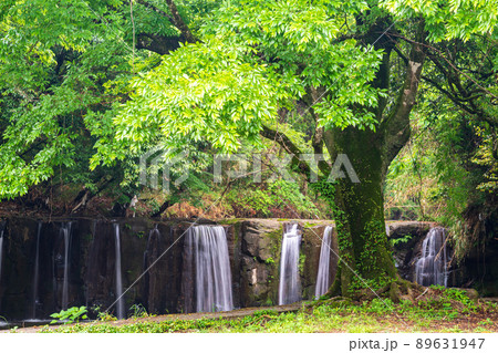 初夏の爽やかな風が青もみじを揺らす岳間渓谷と釘の花の滝との新緑風景 初夏の爽やかな風が青もみじを揺らす岳間渓谷と釘の花の滝との新緑風景 89631947