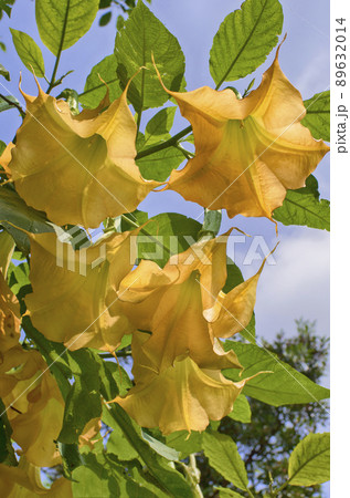 Angels trumpet/ Datura flowe Angels trumpet/ Datura flowe 89632014