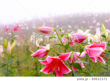 びわこ箱館山ゆり園の初夏の風景、滋賀県 89632372