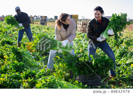 Multiethnic people harvesting ripe celery on vegetable field Multiethnic people harvesting ripe celery on vegetable field 89632479