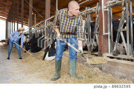 Male farmer working on dairy farm in cowshed Male farmer working on dairy farm in cowshed 89632595