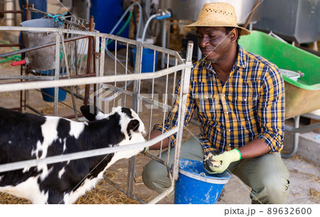 African american man with a bucket feeds a young calf 89632600