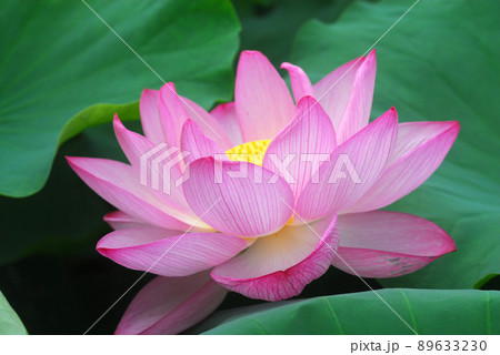 不忍池の蓮の花 89633230