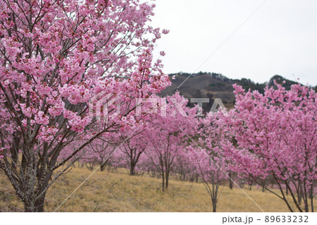 南阿蘇桜公園の陽光桜 南阿蘇桜公園の陽光桜 89633232