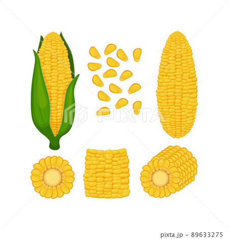 Corn. A set with an image of whole corn with leaves, without leaves, pieces of corn and corn seeds. Vector illustration on a white background 89633275