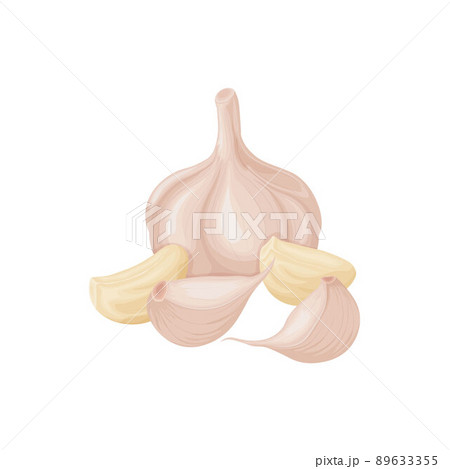 Garlic. Image of garlic heads. Vitamin product for seasoning, for cooking. Vector illustration isolated on a white background Garlic. Image of garlic heads. Vitamin product for seasoning, for cooking. Vector illustration isolated on a white background 89633355