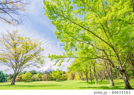 （山梨県）富士吉田市・新緑の諏訪の森自然公園（富士パインズパーク） 89633563
