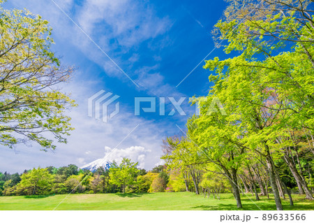 （山梨県）富士吉田市・新緑の諏訪の森自然公園（富士パインズパーク） 89633566