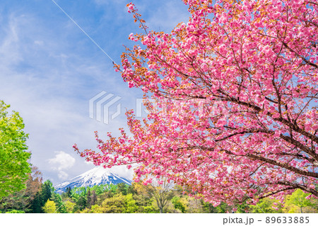 （山梨県）富士吉田市　ボタン桜が美しい、諏訪の森自然公園（富士パインズパーク） 89633885