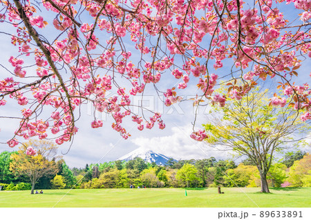 （山梨県）富士吉田市　ボタン桜が美しい、諏訪の森自然公園（富士パインズパーク） 89633891