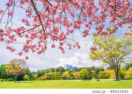 （山梨県）富士吉田市　ボタン桜が美しい、諏訪の森自然公園（富士パインズパーク） 89633892