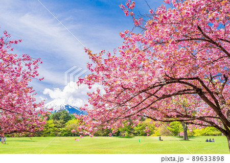 （山梨県）富士吉田市　ボタン桜が美しい、諏訪の森自然公園（富士パインズパーク） 89633898