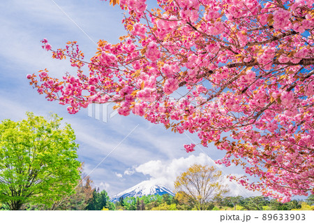 （山梨県）富士吉田市　ボタン桜が美しい、諏訪の森自然公園（富士パインズパーク） 89633903