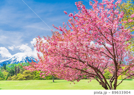 （山梨県）富士吉田市　ボタン桜が美しい、諏訪の森自然公園（富士パインズパーク） 89633904