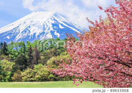 （山梨県）富士吉田市　ボタン桜が美しい、諏訪の森自然公園（富士パインズパーク） 89633908