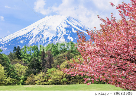 （山梨県）富士吉田市　ボタン桜が美しい、諏訪の森自然公園（富士パインズパーク） 89633909