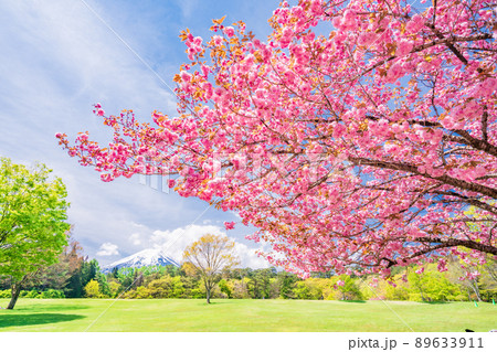 （山梨県）富士吉田市　ボタン桜が美しい、諏訪の森自然公園（富士パインズパーク） 89633911