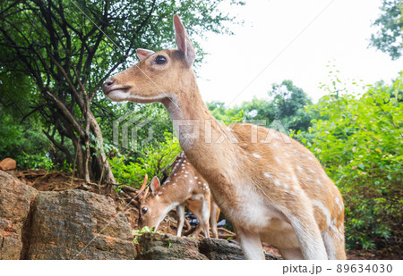 Spotted deer Spotted deer 89634030
