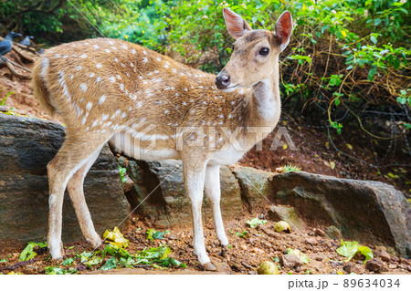 Spotted deer Spotted deer 89634034