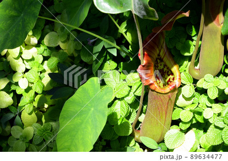 ウツボカズラ 89634477