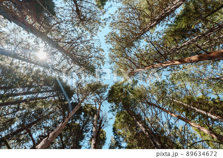 View from the bottom up on to sequoia trees branches. View from the bottom up on to sequoia trees branches. 89634672