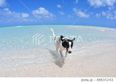 天国のようにきれいな海と犬 天国のようにきれいな海と犬 89635243