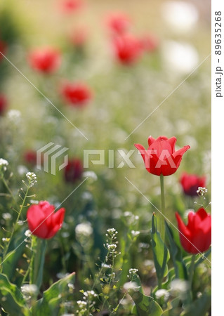 花 植物 チューリップ 89635268