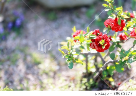 花 植物 春 89635277