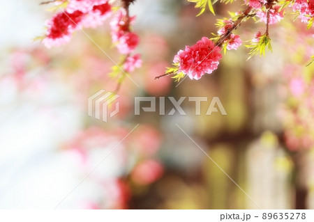 花 植物 春 89635278