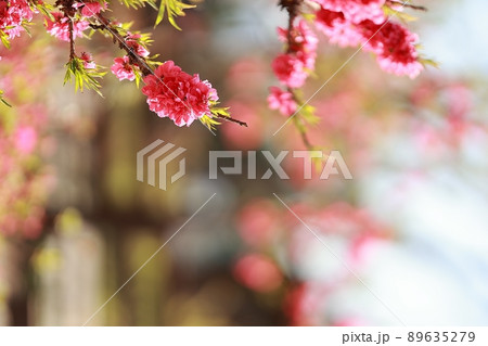 花 植物 春 89635279
