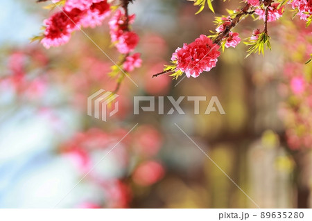 花 植物 春 89635280