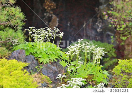 花 植物 春 89635281