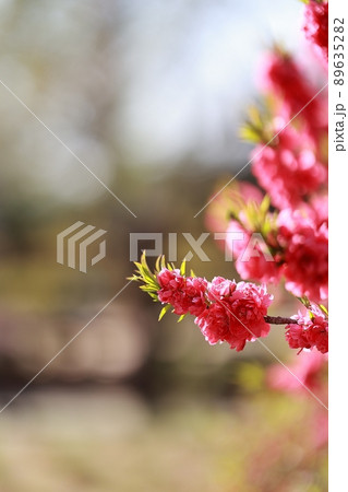 花 植物 春 89635282