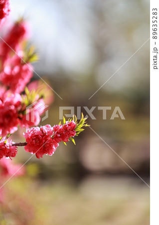 花 植物 春 89635283