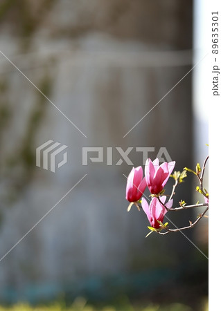 花 植物 春 89635301