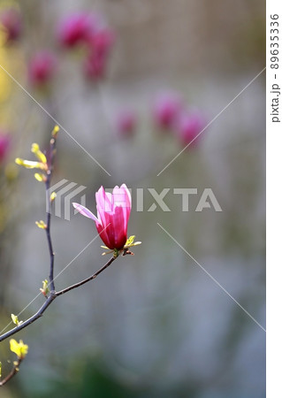 花 植物 春 89635336