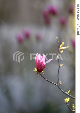 花 植物 春 89635340