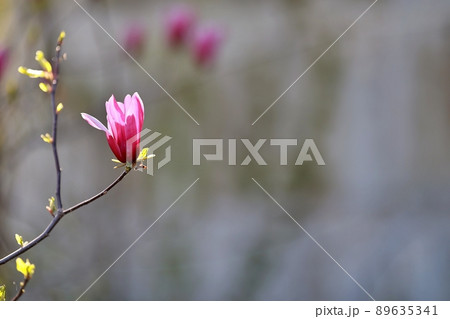 花 植物 春 89635341