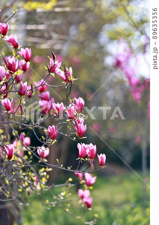 花 植物 春 89635356