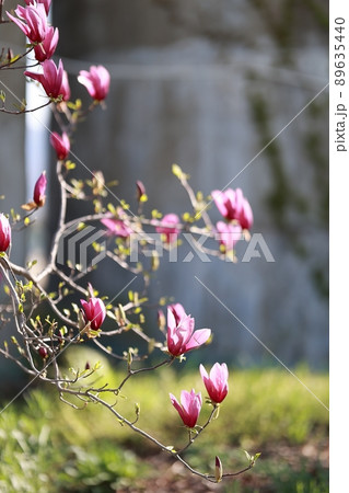 花 植物 春 89635440