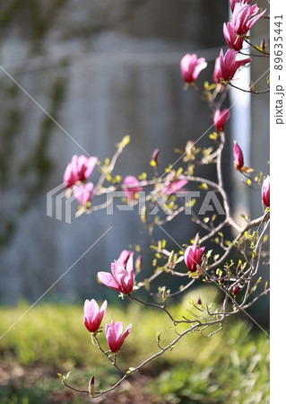 花 植物 春 89635441