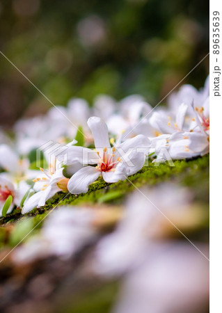 花 フラワー お花 89635639
