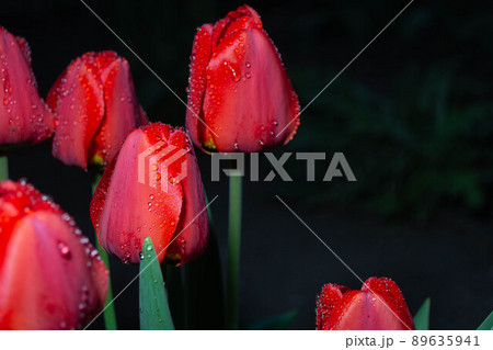 Several beautiful red tulips with drops of water after rain in the night. Beautiful background. 89635941