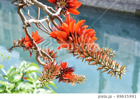 沖縄の花　デイゴ 89635991