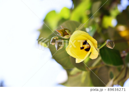 オオハマボウ　ユウナ 89636271