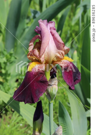 春の日本の公園に咲く赤紫色のジャーマンアイリスの花 春の日本の公園に咲く赤紫色のジャーマンアイリスの花 89636285