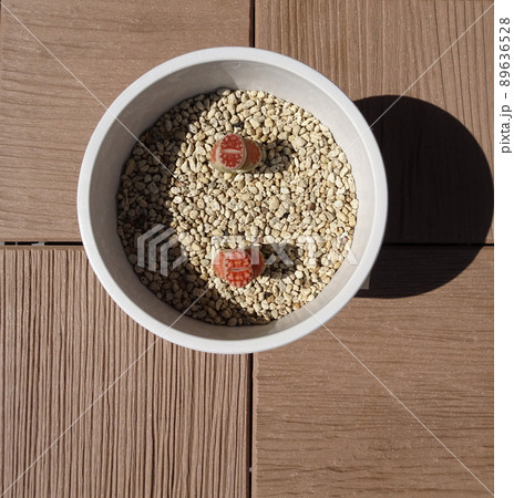 多肉植物 脱皮中のリトープス カラスモンタナ ティシェリー 写真 89636528